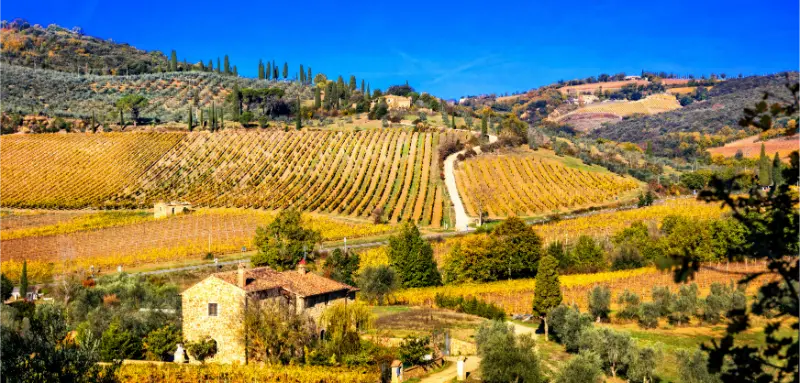 Tuscan vineyards in autumn